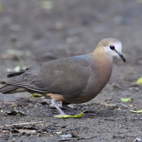 Lemon Dove